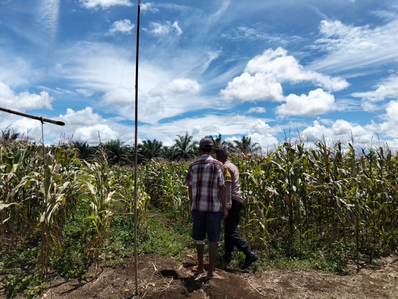 Bhabinkamtibmas Polsek Pancung Soal Sambangi Petani Jagung, Dukung Ketahanan Pangan.