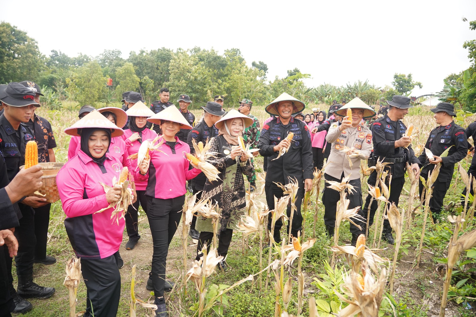 Sat Brimob Polda Jateng Panen Raya di Sragen, Dukung Ketahanan Pangan Nasional*