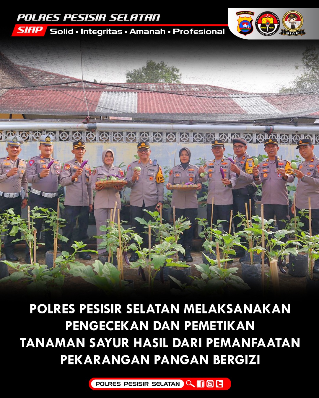Pekarangan Pangan Bergizi Polres Pesisir Selatan Hasilkan Panen Memuaskan.