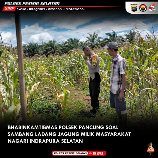 Bhabinkamtibmas Polsek Pancung Soal Sambangi Petani Jagung, Dukung Ketahanan Pangan.