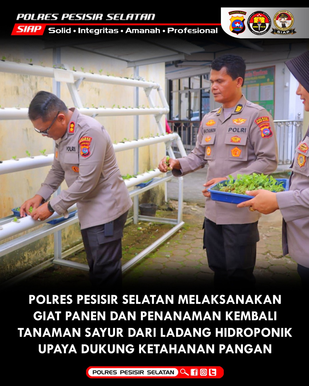 Panen dan Penanaman Kembali Sayuran Dengan Lahan Hidroponik oleh Polres Pesisir Selatan.