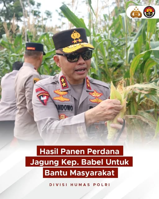 Kapolda Kepulauan Bangka Belitung (Kep. Babel), Irjen Pol. Drs. Hendro Pandowo, M.Si., memimpin panen perdana jagung di lahan ketahanan pangan yang berada di kawasan Bhaypark.