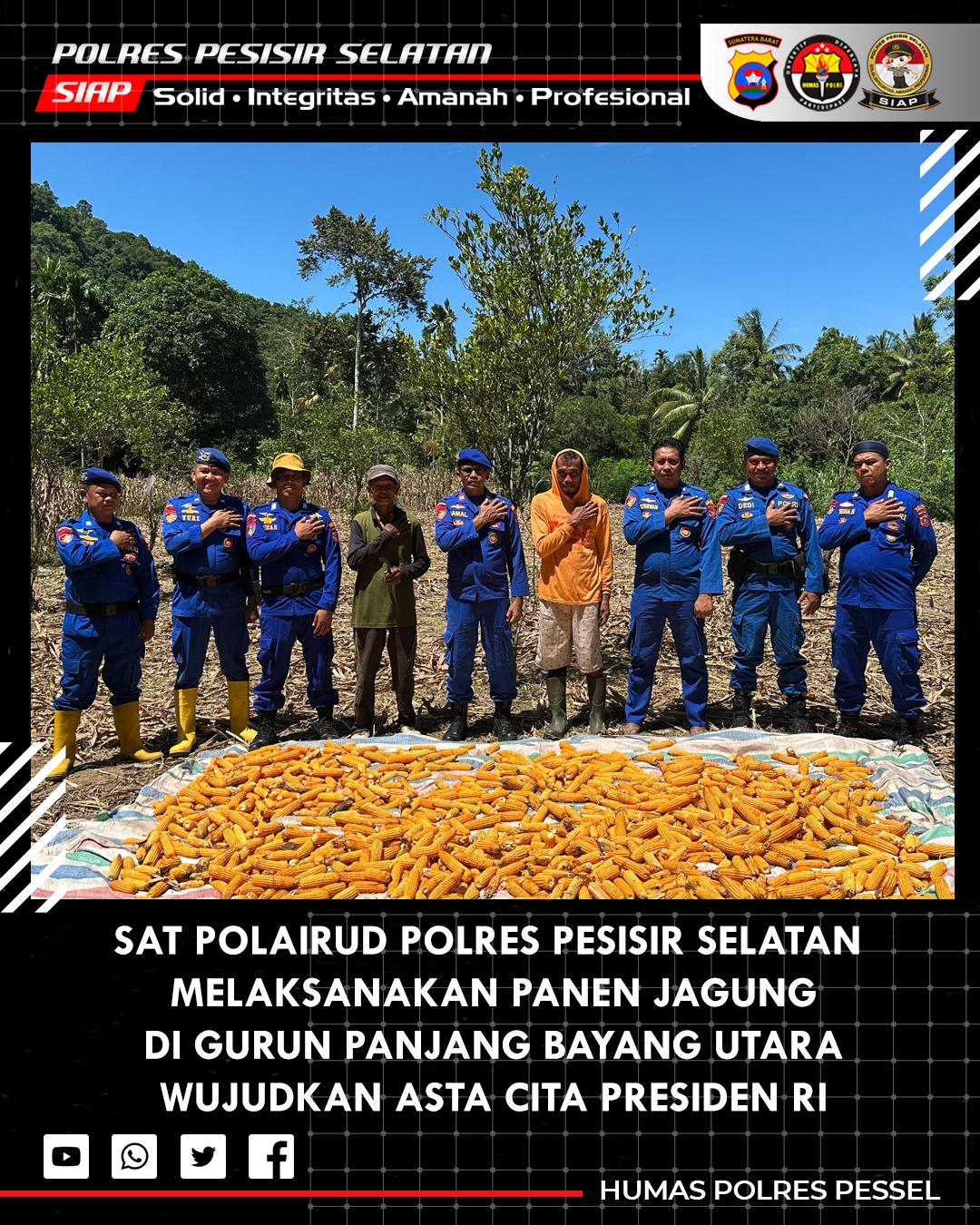Dukung Swasembada Pangan, Kasat Polairud Polres Pessel Pimpin Panen Jagung di Gurun Panjang Utara Bayang 