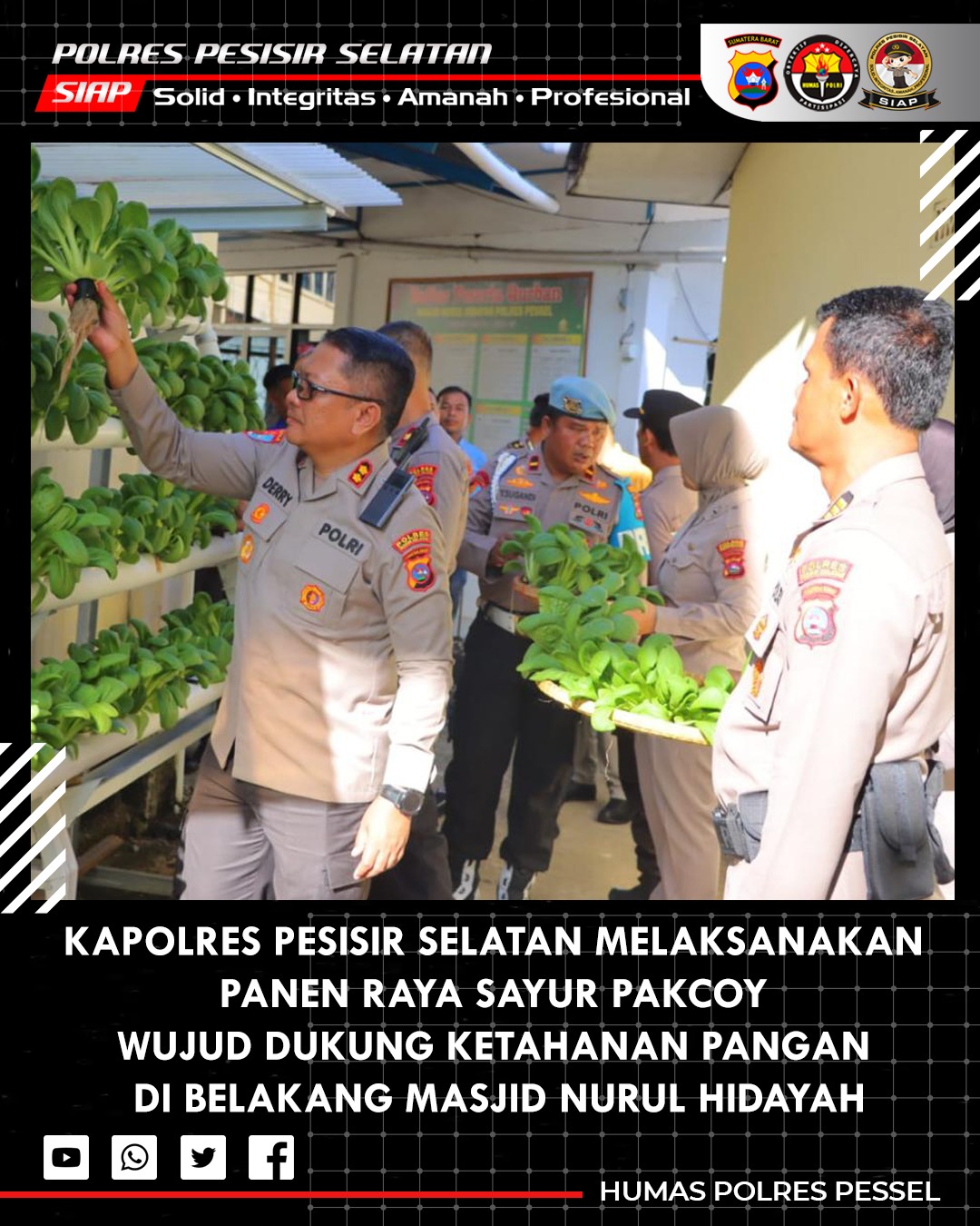 Polres Pesisir Selatan Gelar Panen Raya Sayur Pakcoy sebagai Bentuk Dukungan Program Ketahanan Pangan