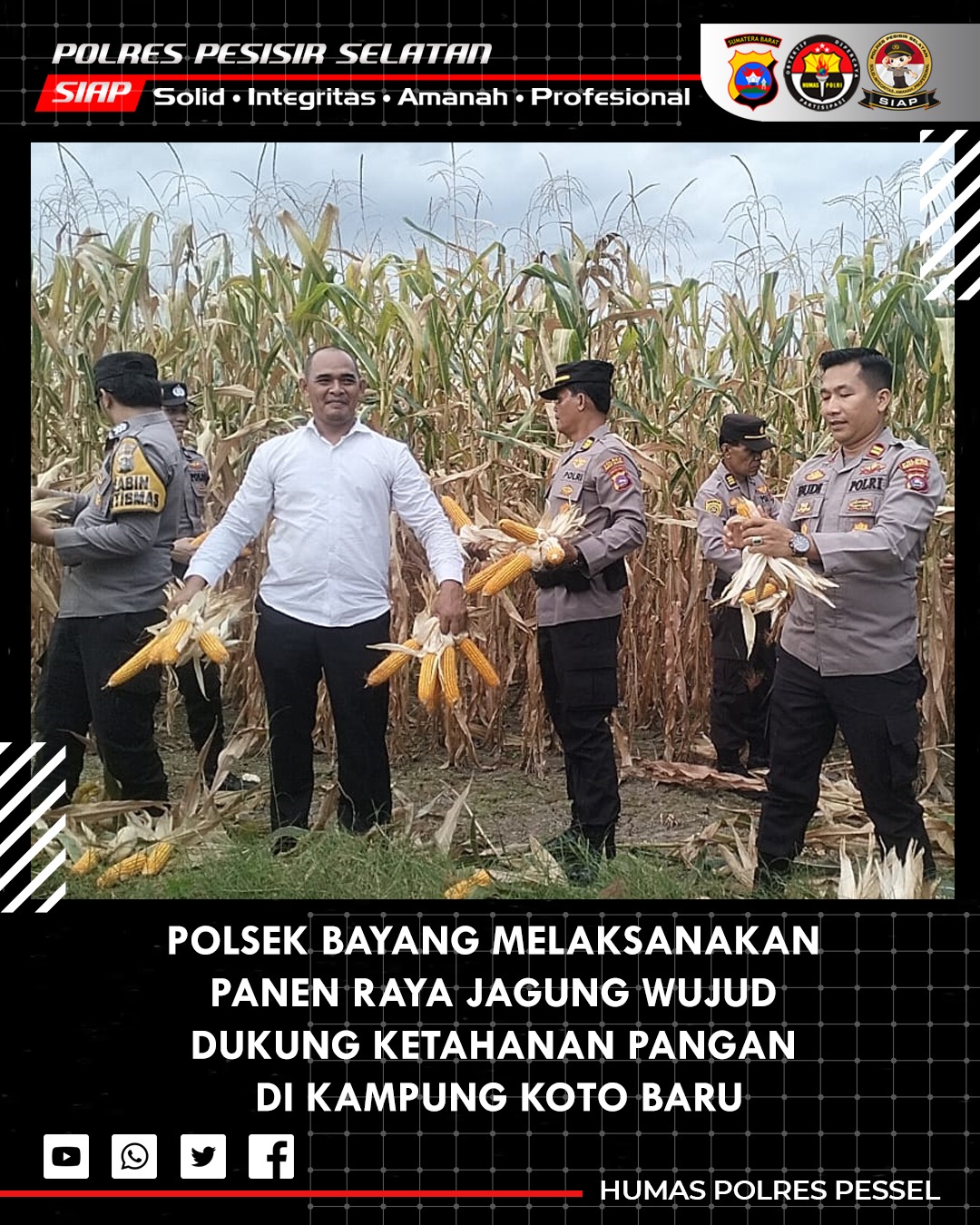 Polsek Bayang Gelar Panen Jagung Serentak Dukung Program Ketahanan Pangan Nasional